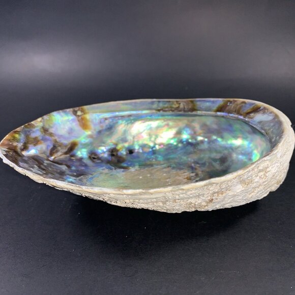 5” Natural Abalone Shell – Polished Seashell for Smudging, Décor, Crafts - Picture 2 of 6